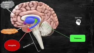 Neurobiology of Anxiety Worrying and Fear [upl. by Aidahs642]