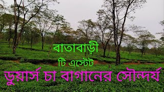 Dooars Tea Garden Beauty  Walk In Dooars Tea Estate  Batabari Tea Garden  NorthBengal Tea Tourism [upl. by Ardnuaed]