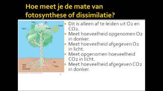 6 samenhang assimilatie dissimilatie [upl. by Kathi]