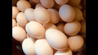 Know about the health benefits of duck eggs [upl. by Ahtiekahs138]