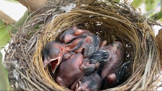 Red vented bulbul baby [upl. by Gilly331]