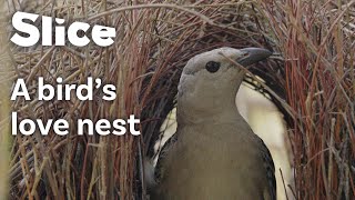 Impressive NestBuilding Skills of the Great Bowerbird  SLICE [upl. by Fleischer890]