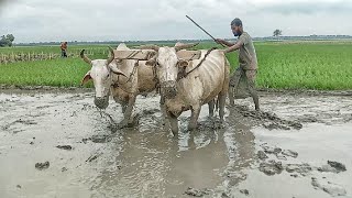 The farmer is plowing with the cow standing on the ladder [upl. by Graniela651]