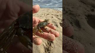 Petit vlog à la plage 🦀 nature wild wildlife humour vlog exploration [upl. by Emily144]