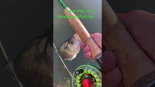 Pro fly rod combo at a beginner price fishing maxcatchfishing [upl. by Mccollum46]