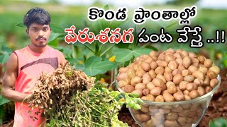 కొండ ప్రాంతాల్లో వేరుశనగ సాగు చేసే విధానంgroundnut harvesting [upl. by Eniawtna147]