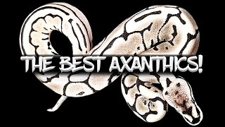 How to Make the Best Axanthic Ball Python Combos [upl. by Teirrah]