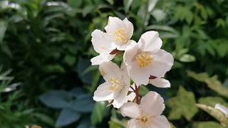 Most fragrant plants of my British garden Philadelphus the Mock Orange care and cultivation in UK [upl. by Elleinnod540]