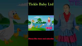 Five Little Ducks Went Out One Day  Tickle Baby Ltd  Five Little Ducks Nursery Rhyme for children [upl. by Azila920]