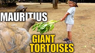 Giant Tortoises Mauritius at La Vanille  Things to do in Mauritius [upl. by Eecrad]