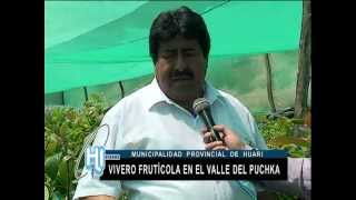 MUNICIPALIDAD DE HUARI EJECUTA PROYECTO DE VIVERO FRUTÍCOLA EN EL VALLE DELPUCHKA [upl. by Genie]