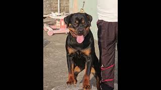 Jharkhand Kennels Alexa doglover rottweilerlove pets puppy toprottweilerkennelindia dog love [upl. by Ateloiv]