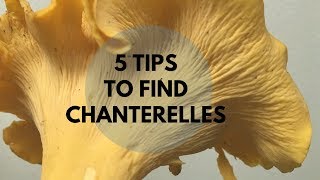 5 Tips to Find Chanterelles [upl. by Ajna]