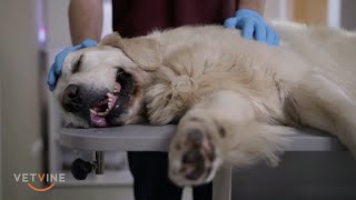 Canine Epilepsy  If a seizure lasts more than five minutes at home [upl. by Aidnis97]