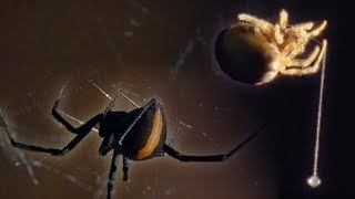 Red Back Spider  Attenborough Life in the Undergrowth  BBC Earth [upl. by Asimaj]