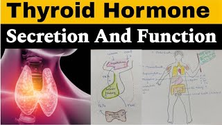 Thyroid Hormone  Functions  Regulation of Secretion  in hindi  Endocrinology [upl. by Krawczyk]