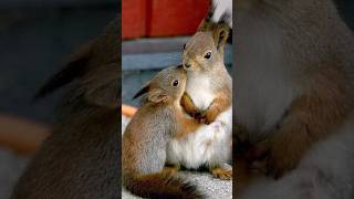 Mothers love of squirrel 💕🐿️  INSPIRATIONAL  MOTIVATIONAL squirrel shorts viral inspiration [upl. by Aelem]