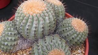 Cactus Copiapoa Haseltoniana [upl. by Trish199]