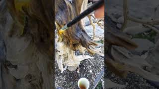 How to apply Lime Sulfur on Bonsai [upl. by Eelac]