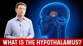 What is the Hypothalamus and its Function – Dr Berg [upl. by Nohtahoj]