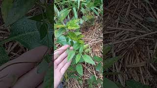 Native American staple American groundnut Apios Americana [upl. by Nevear482]