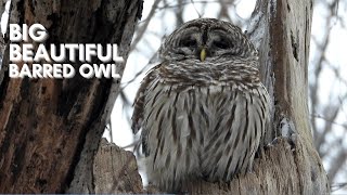 BARRED OWL  CLOSE UP FOOTAGE [upl. by Josepha]