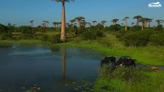 Baobabs of Morondava [upl. by Tolley]