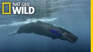 How to Dive Like a Sperm Whale  Whales of the Deep [upl. by Shaffert]