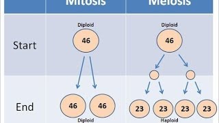 Mitosis vs Meiosis [upl. by Iggem]