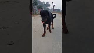 rottweiler viral dogdabangshort [upl. by Nowad]