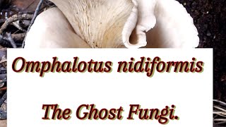 Must Know The GHOST FUNGI [upl. by Turino]