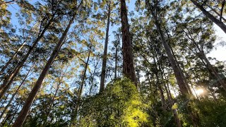 Understanding the health of the forest through the art of listening [upl. by Browne]