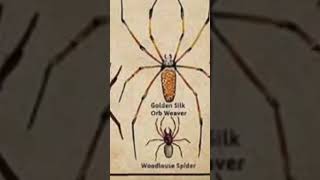 Female golden orb weavers are 2 to 6 inches in length males are smaller 05 to 2 inches long part 1 [upl. by Seligmann]