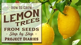 ★ How to Grow Lemon Trees from Seeds Step by Step Guide [upl. by Eanar]