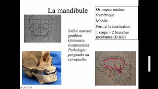 Os mandibulaire [upl. by Eanaj945]