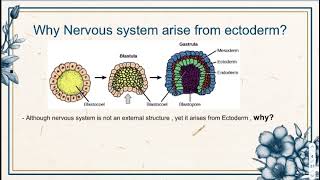 lecture 1  Introduction For neuroanatomy [upl. by Yhtrod]