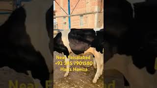 10 to 12 months age pure American heifers Ready to inseminate heifer [upl. by Annayram]