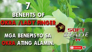 HEALTH BENEFITS OF OKRA MGA BENEPISYO NG OKRA ATING ALAMIN  OKRA SOFTBLADE TV [upl. by Enaek]