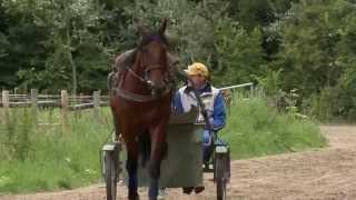 PAARDENKRACHT AFLEVERING 1 bekijk in HD  Drafsport Hugo Langeweg jr Tommie Visser [upl. by Attennod258]