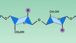 04 8 Lysozyme Reaction [upl. by Brand958]