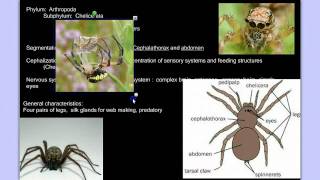 Invertebrate Diversity Part 3B Arthropods Detailed [upl. by Anaeco967]