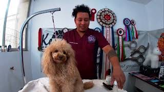 Curso de Peluquería Canina Online Clase 2 [upl. by Ahsuatal]