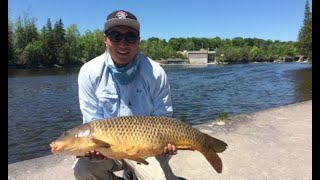 Carp Fishing River Dams Peterborough Kawartha Ontario [upl. by Noivax]