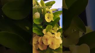 euphorbia milii nature song bollywood ytshorts viralshort [upl. by Hatfield]