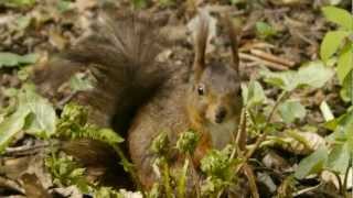 Red Squirrel or Eurasian Red Squirrel Sciurus vulgaris  Eichhörnchen 12 [upl. by Yodlem]