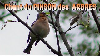 PINSON des ARBRES chant dOiseau [upl. by Rebeh]