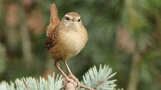 A Bobbing Wren  Troglodytes troglodytes [upl. by Agle]