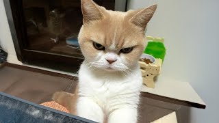 Funniest Angry CATS 😹 Dont try to hold back Laughter [upl. by Antons497]