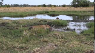 AMAZING FOOTAGE  Lion KILLS Kudu Fight for Life [upl. by Toolis]