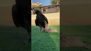 New Falcon Introduce A Lure For Race desertlife falconery birdslover falconrylife [upl. by Eiwoh]